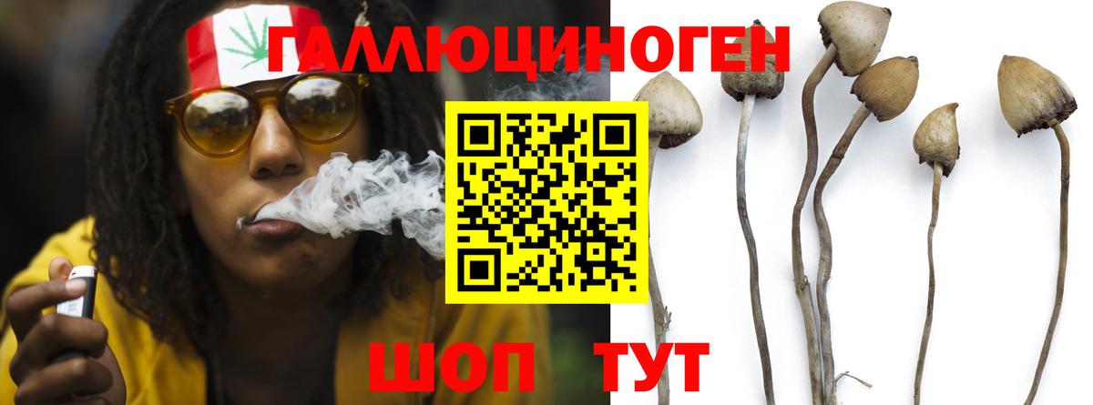 Псилоцибиновые грибы Psilocybine cubensis Грязи